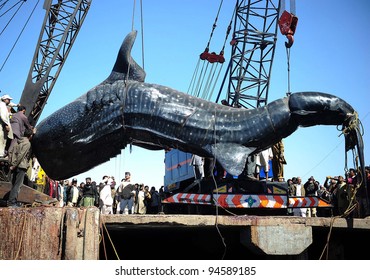 KARACHI, PAKISTAN - FEB 07: A heavy machinery shifts dead whale shark, which was found in the Arabian Sea, towards dock at Karachi Fish Harbor on Tuesday, February 07, 2012 in Karachi.