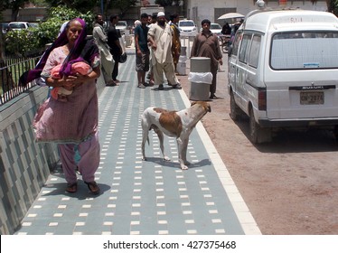 KARACHI, PAKISTAN - MAY 27: Street Dog Inside The Premises For NICH Showing The Negligence Of Watchmen And It May Be A Risk For Patients Come Here, On May 27, 2016 In Karachi.