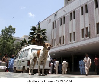 KARACHI, PAKISTAN - MAY 27: Street Dog Inside The Premises For NICH Showing The Negligence Of Watchmen And It May Be A Risk For Patients Come Here, On May 27, 2016 In Karachi.