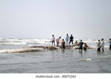 KARACHI, PAKISTAN - SEPT 20: People look a dead whale which was washed ashore at Seaview Beach in Karachi on September 20, 2011.