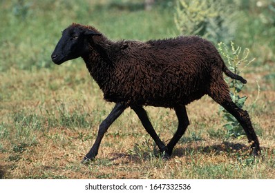 Karakul Sheep, Breed Producing Astrakhan    