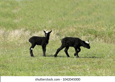 Karakul Sheep. Karakul Lamb. Domestic Sheep.