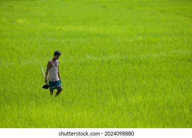 Karbi  Anglong,Assam,India, 10 Aguste 2021:An Indian Farmer  In Rice Paddy Field With Farming Tool