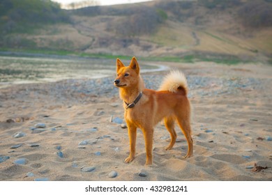 Karelian Bear Dog Images Stock Photos Vectors Shutterstock