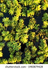 Kariba Weed  Background, Tropical Smoothie Pant, Abstract Green Leaf Texture