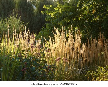 Karl Foerster Grass - Calamagrostis Acutiflora - Feather Reed Grass