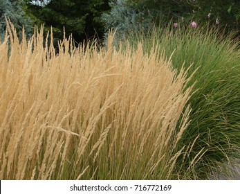 Karl Foerster Grass - Calamagrostis Acutiflora - Ornamental Grass