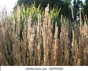 Karl Foerster Grass Close Up