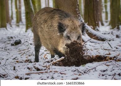 Karlovy Vary, Czech Republic- March 2020: Wild pigs looking for food in the forest