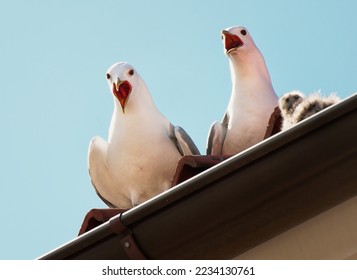 Karlshamn, Blekinge, Sweden. June 25, 2020. Two seagulls sitting on a rain gutter, intensely yelling while guarding a nestling. - Shutterstock ID 2234130761