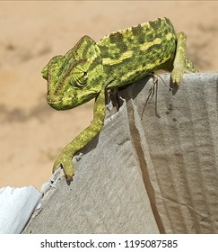 Karma Chameleon- A Curious Chameleon Out On A Morning Stroll In Farmland In Tajoura, Libya, North Africa