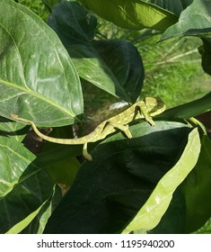 Karma Chameleon- A Curious Chameleon Out On A Morning Stroll In Libyan Farmland. Tajura, Libya, North Africa