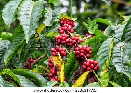 Karnataka's famous coffee beans photography