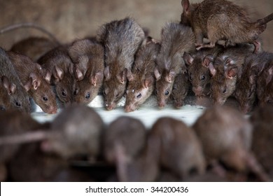 Karni Mata Rat Temple