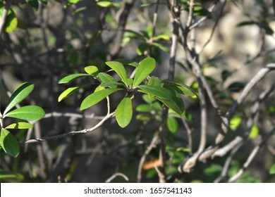 Karo Leaves - Latin Name - Pittosporum Crassifolium