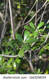 Karo Leaves - Latin Name - Pittosporum Crassifolium