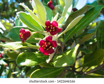 Karo (Pittosporum Crassifolium) - Native New Zealand Plant.