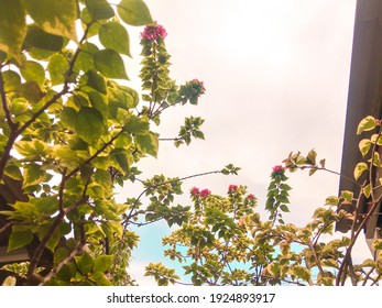 Kartas flowers against a clear sky background. 26 february 2021, Lampung, Indonesia - Shutterstock ID 1924893917