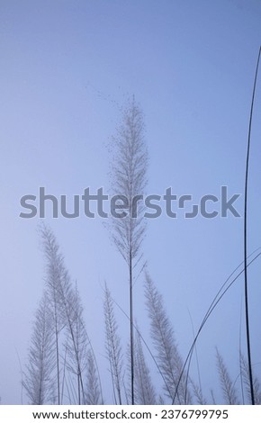 Similar – trockene Gräser ..standhaft und schön