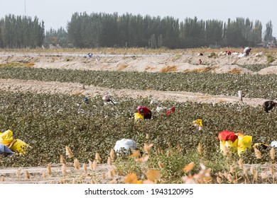 Kashgar, Xinjiang, China - October 17, 2020: The Cotton Field In Xinjiang And The People Working In The Field