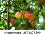 kashmiri apple hanging from apple tree.