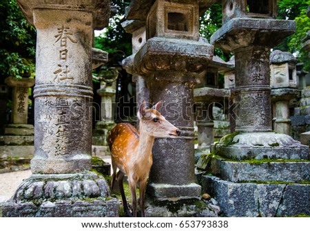 Kasuga Grand Shrine, Nara, Japan