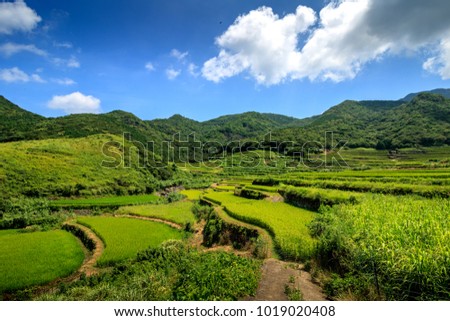 Kasuga tanada, Japanese terraced rice field