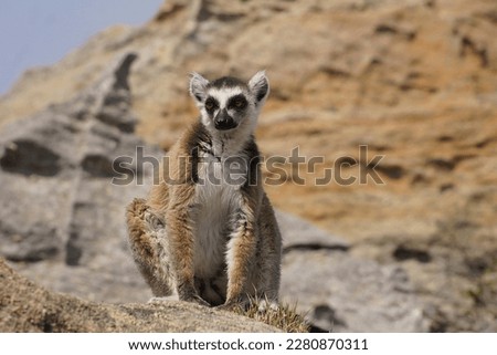 Kata lemur in Isalo National Park - Madagascar