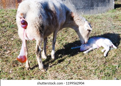 Katahdin Breed Sheep Cleaning Newborn Lamb, Family Farm, Webster County, West Virginia, USA