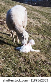 Katahdin Breed Sheep Cleaning Newly Born Lamb, Family Farm, Webster County, West Virginia, USA