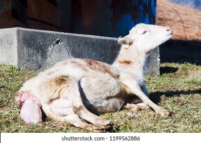 Katahdin Breed Sheep Giving Birth, Family Farm, Webster County, West Virginia, USA