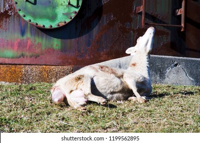 Katahdin Breed Sheep Giving Birth, Family Farm, Webster County, West Virginia, USA