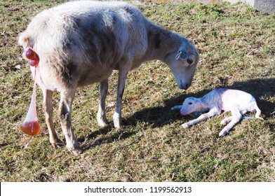 Katahdin Breed Sheep Giving Birth, With Newly Born Lamb, Family Farm, Webster County, West Virginia, USA