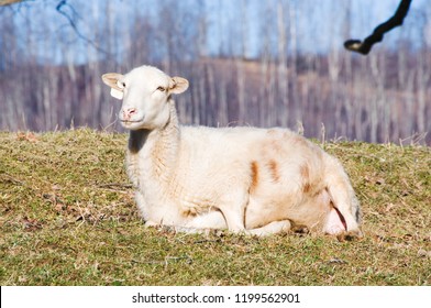 Katahdin Breed Sheep In Labor, Ready To Give Birth, Family Farm, Webster County, West Virginia, USA