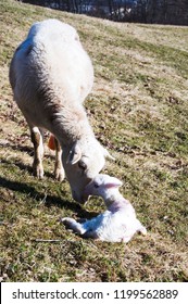 Katahdin Breed Sheep With Newly Born Lamb, Family Farm, Webster County, West Virginia, USA