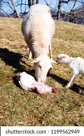 Katahdin Sheep With Newborn Lambs Just After Giving Birth, Family Farm, Webster County, West Virginia, USA