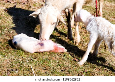 Katahdin Sheep With Newborn Lambs Just After Giving Birth, Family Farm, Webster County, West Virginia, USA