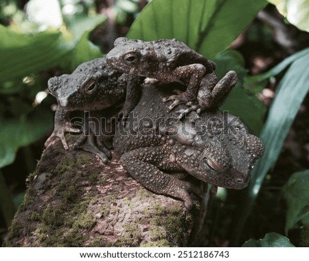 katak batu bufo asper from java forest