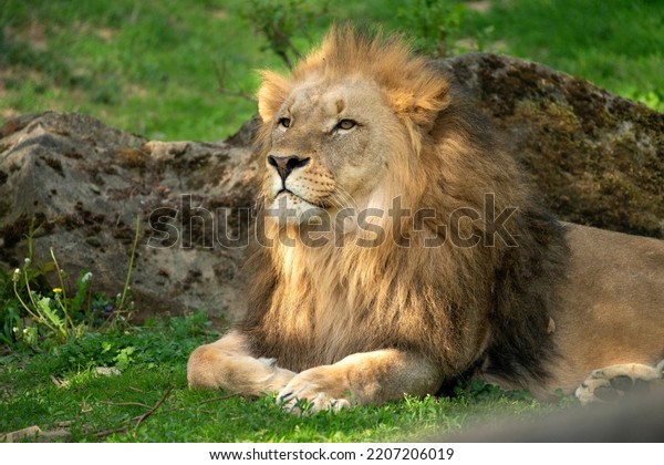 Katanga Lion or Southwest African Lion, panthera\
leo bleyenberghi. Head Close Up. Natural Habitat. Big lion with\
dark mane in the green grass in the savanna.Portrait of an african\
lion in the green.