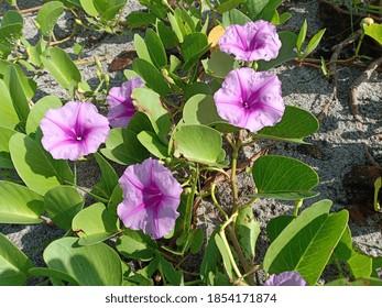 Katangkatang Ipomoea Pescaprae Type Creeper That Stock Photo 1854171874 ...