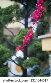 Kathmandu Hotel Flowers