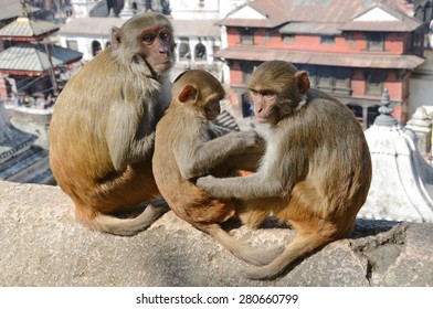 Kathmandu, monkeys on the background of the temple complex of Pashupatinath