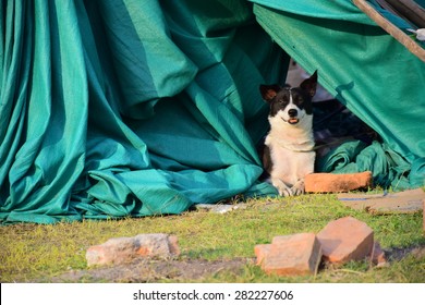 Kathmandu Nepal - May 6 2015 : Dog In Tent After Earthquake Disaster