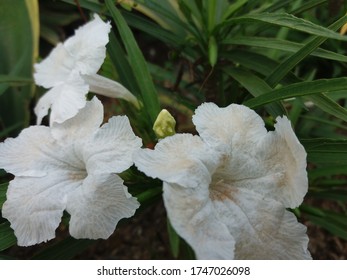 Katie White Dwarf Ruellia Plant Which Has Beautiful White Flowers