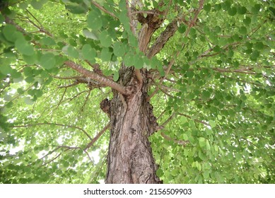 Katsura tree (Japanese judas tree) fresh green. Cercidiphyllaceae deciduous tree. Garden trees, street trees and park trees. - Shutterstock ID 2156509903