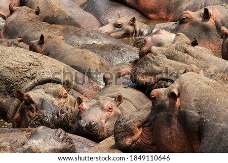 Similar – Foto Bild Viele überfüllte Schweine in einem Bauernhof.