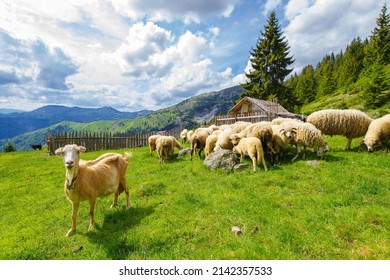 Katun on Chakor Mountain in northeastern Montenegro - Powered by Shutterstock