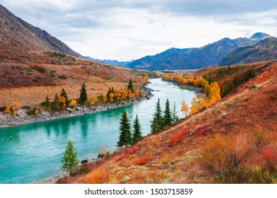 Katun River With Yellow Autumn Trees In Altai Mountains, Siberia, Russia