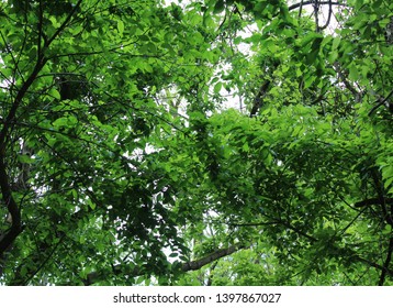 Katy Trail Missouri River Bluffs Tree S