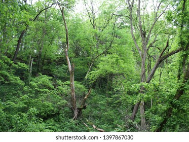 Katy Trail Missouri River Bluffs Tree S